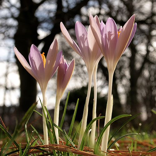 deel van het wilhelminapark